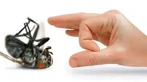 Banana insects due to hot weather
